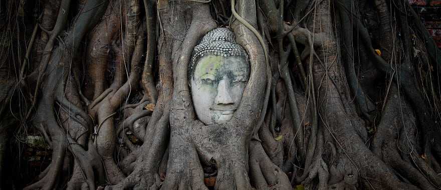 Head of Buddha statue in the tree roots at Wat Mahathat Temple, Ayutthaya, Thailand