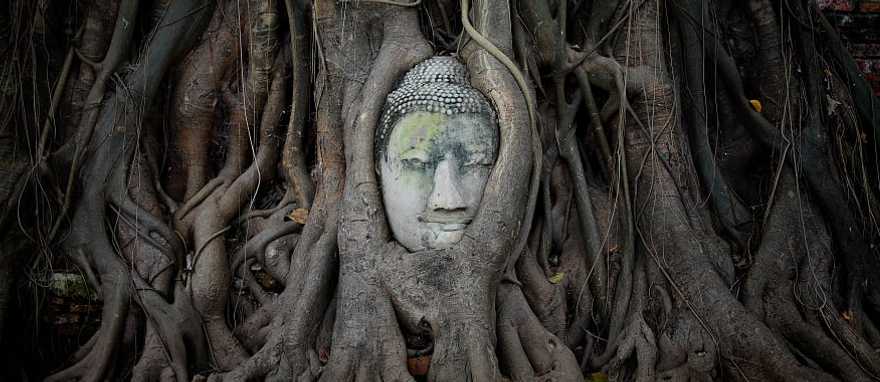Head of Buddha statue in the tree roots at Wat Mahathat Temple, Ayutthaya, Thailand
