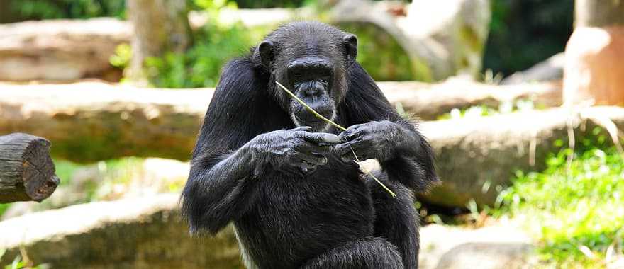 Uganda Gorillas and Chimps: The Iconic One-Week Safari