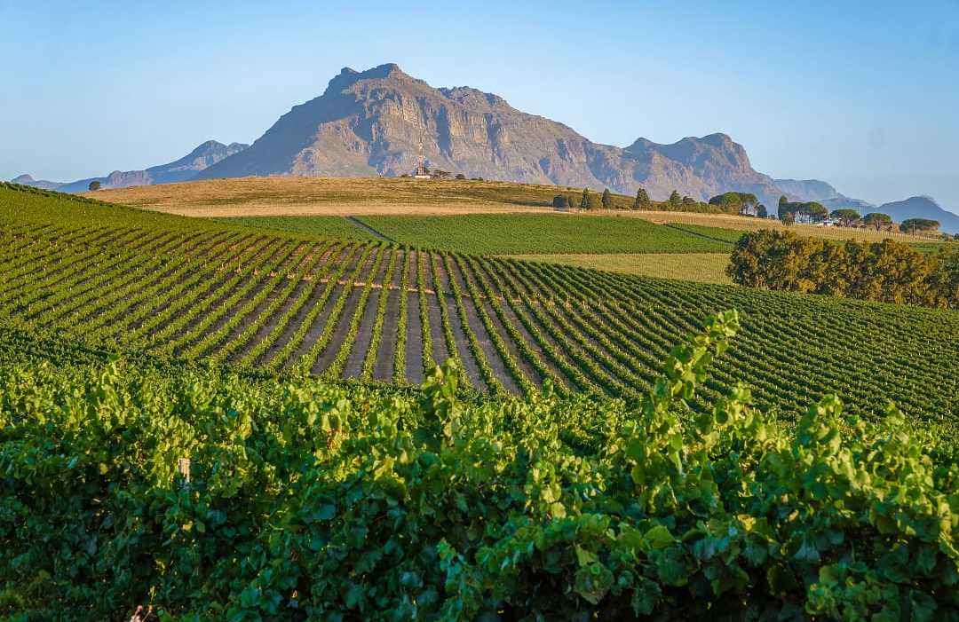Vineyards in Stellenbosch, South Africa