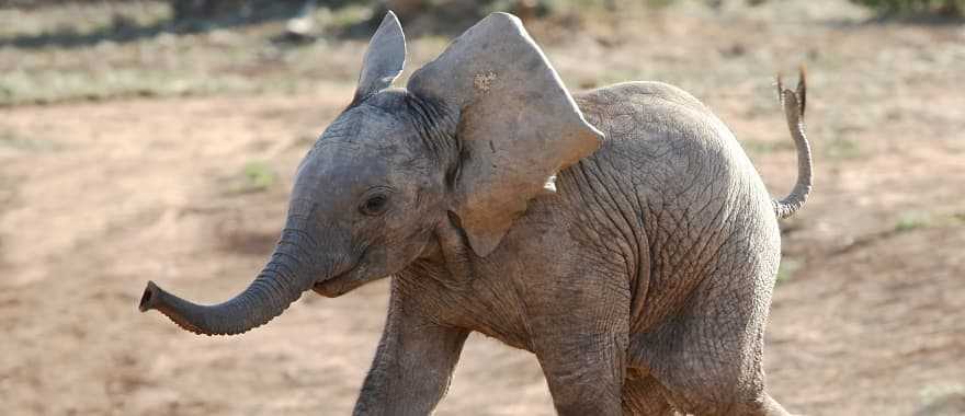 Baby elephant in the African savanna