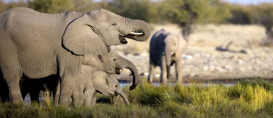 Family of African elephants in the savanna