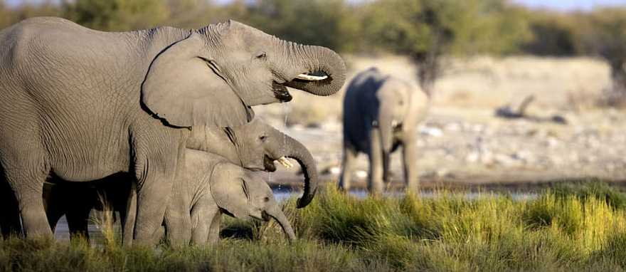 Family of African elephants in the savanna Family of African elephants in the savanna