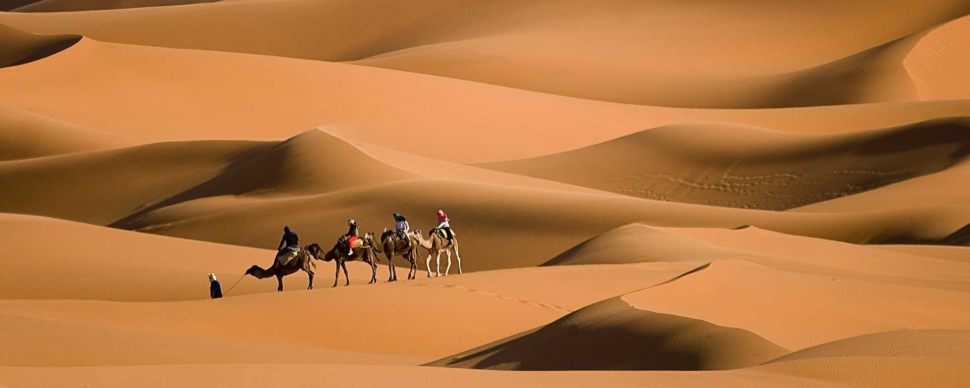 Camel trekking through the dunes of Erg Chebb in Morocco
