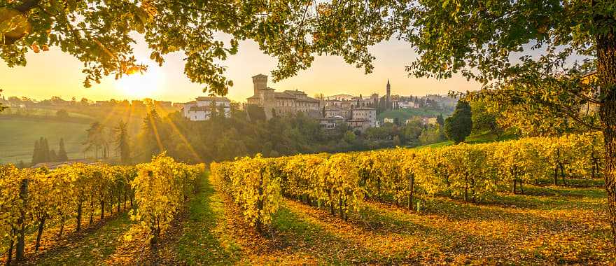 Beautiful vineyard in Emilia Romagna, Italy