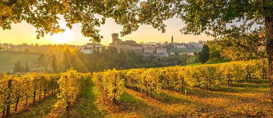 Beautiful vineyard in Emilia Romagna, Italy Beautiful vineyard in Emilia Romagna, Italy