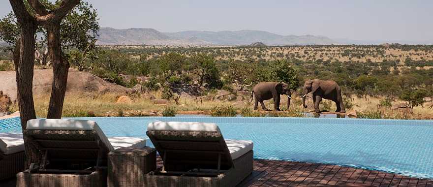 View of elephants from the pool at the Four Seasons Serengeti