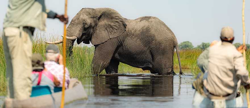 Tourists on mokoro boat safari observing an elephant in the Okavango Delta