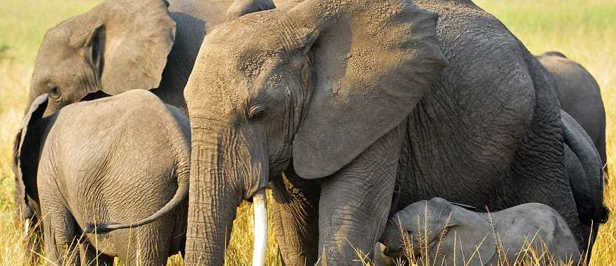 African elephants in Queen Elizabeth National Park, Uganda, Africa