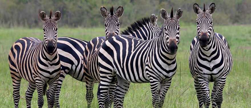 Ten-Day Privately Guided Rwanda Highlights Itinerary Ten-Day Privately Guided Rwanda Highlights Itinerary