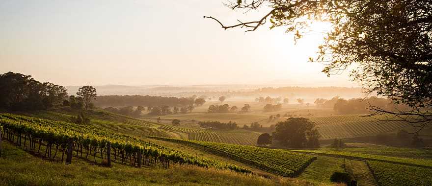 Vineyards in Hunter Valley, Australia