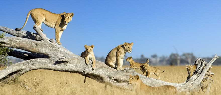 Lioness and cubs climbing on toppled dead acacia tree in Savuti marsh in Chobe National Park, Botswana.