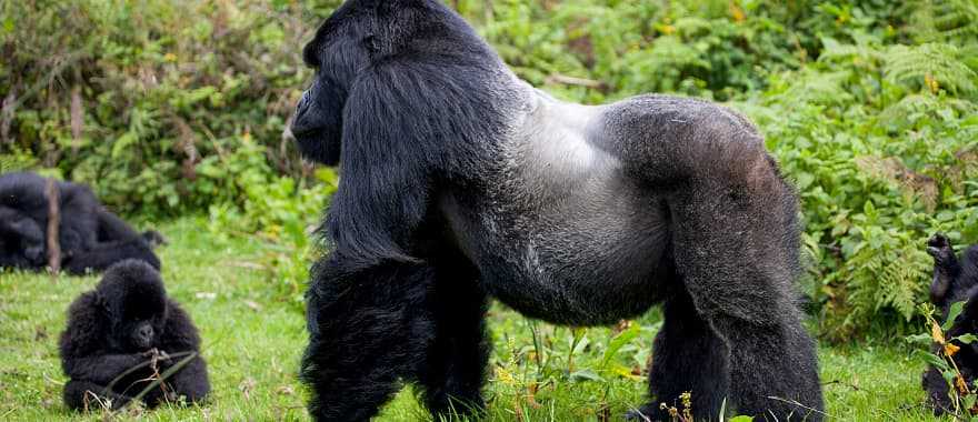 Up close with gorillas in Rwanda