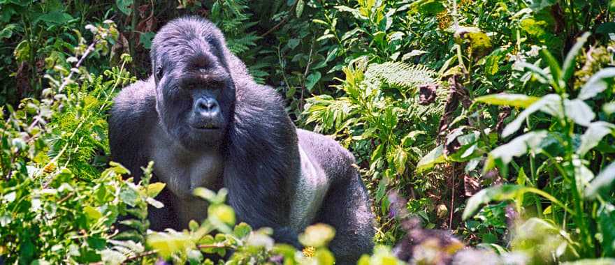 Gorilla in Volcanoes National Park, Rwanda