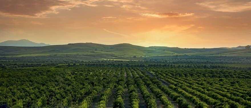 Sicily vineyard at sunset.