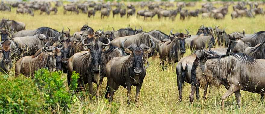 Wildebeest Migration and Gorilla Trekking: A Uganda and Tanzania Safari