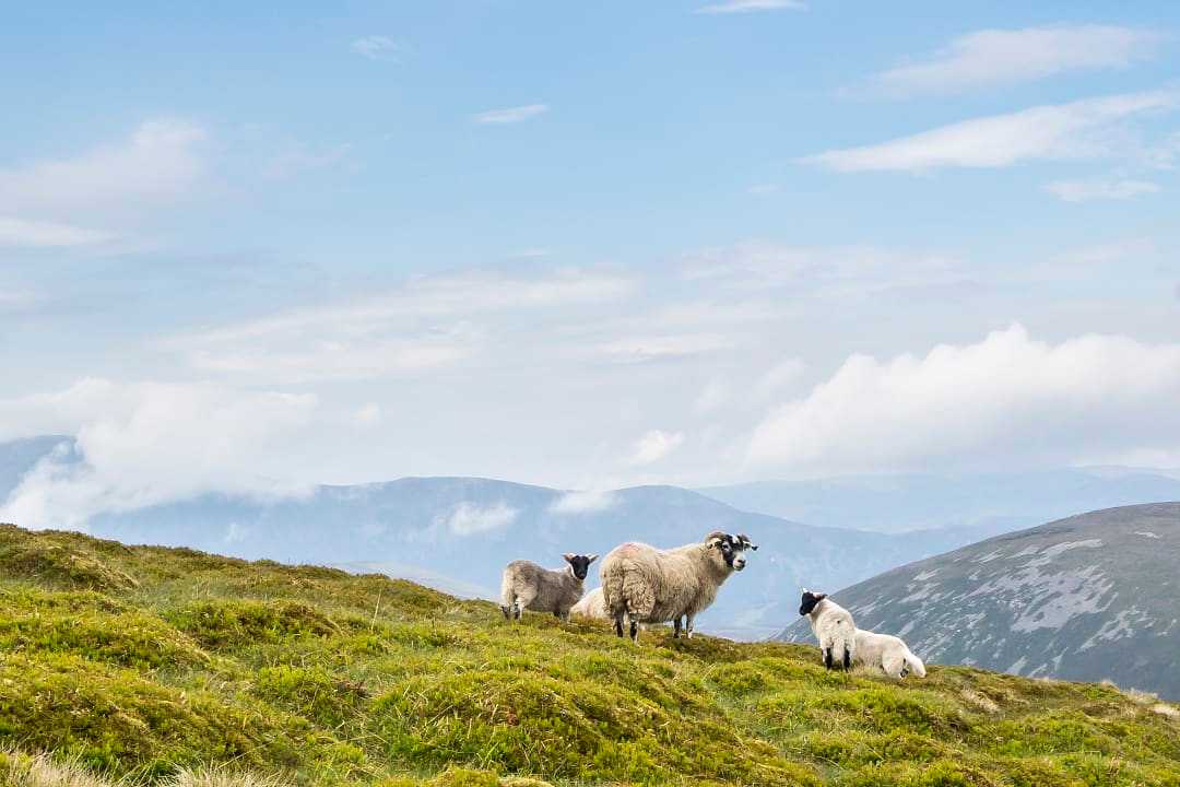 Sheep peacefully graze on green hillside in Scottish mountain landscape.