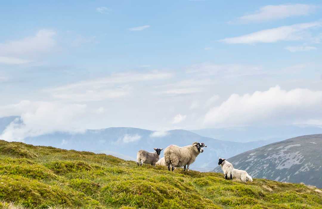 Cairngorms National Park in Scotland, UK Sheep peacefully graze on green hillside in Scottish mountain landscape.