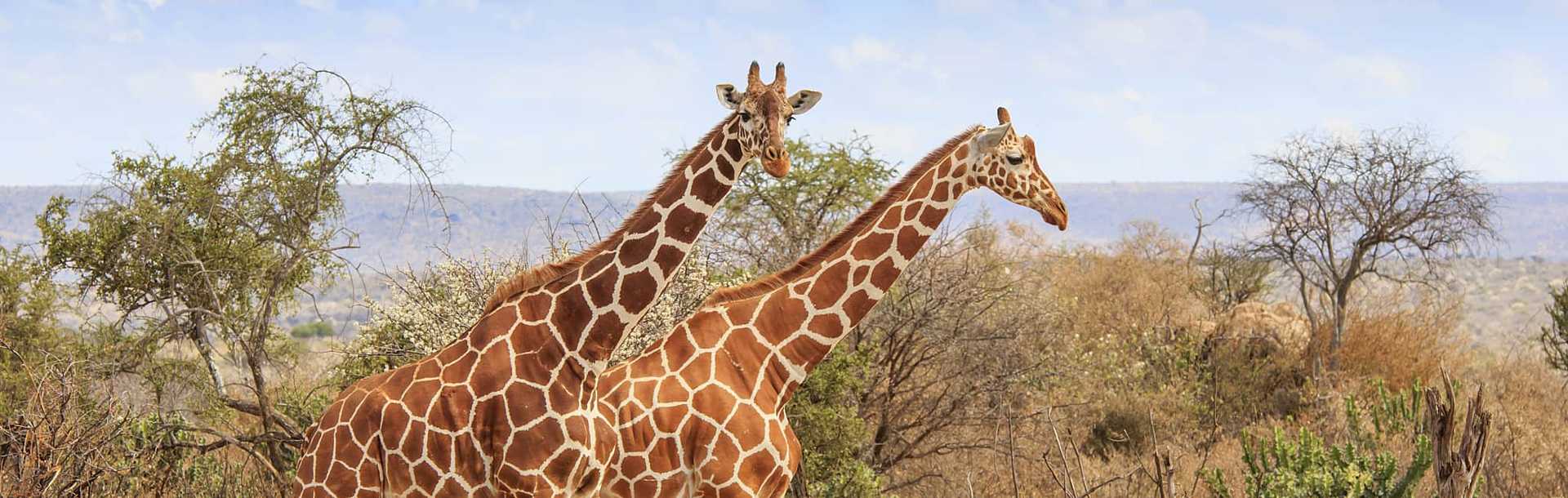 Two giraffes walking through the bush in Africa