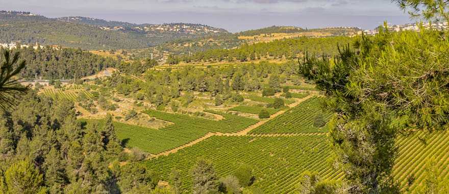 Vineyard landscape in Jerusalem, Israel