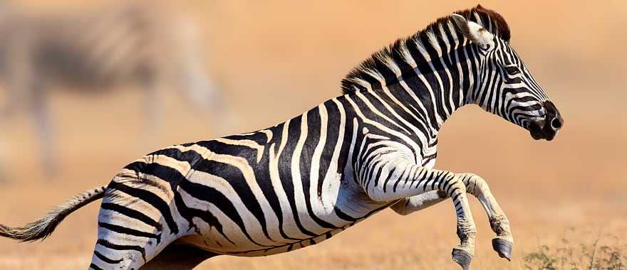 Zebra at Kruger National Park in South Africa