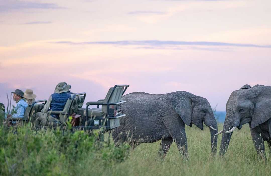 Couple experiencing a close encounter with two elephants. Couple experiencing a close encounter with two elephants.
