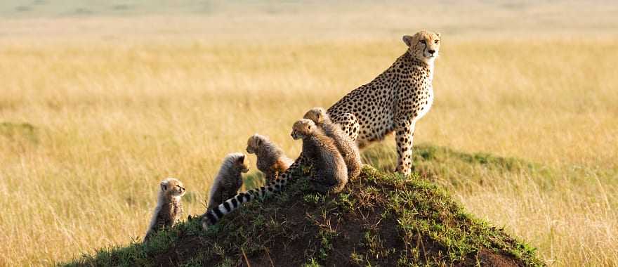 Mother Cheetah with cubs in the Masai Mara Game Reserve, Kenya
