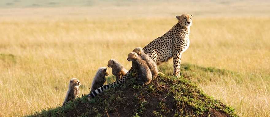 Mother Cheetah with cubs in the Masai Mara Game Reserve, Kenya Mother Cheetah with cubs in the Masai Mara Game Reserve, Kenya