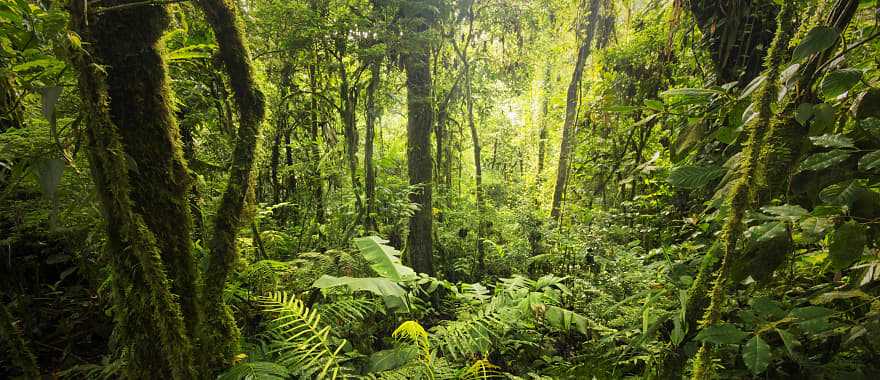 Dense vegetation in Monte Verde Cloud Forest in Costa Rica