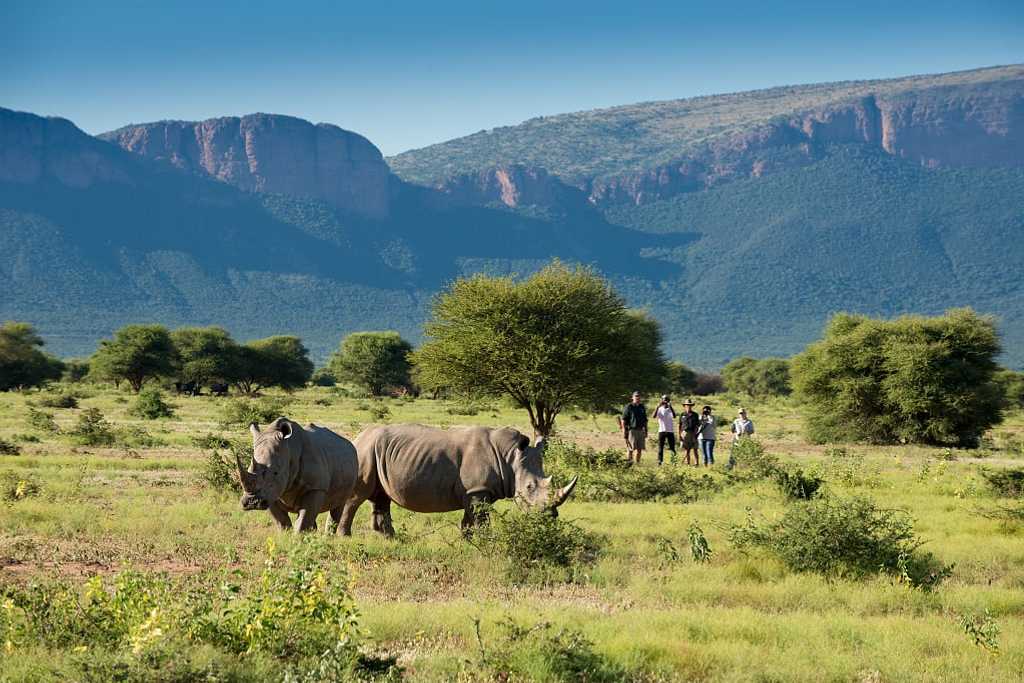 Bush walk with Marataba Safari, South Africa