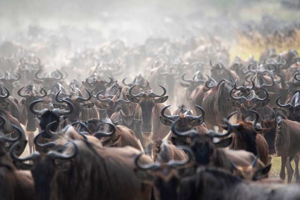 Wildebeests during the great migration in Tanzania