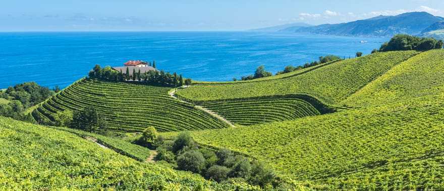 Coastal vineyards in Basque Country, Spain