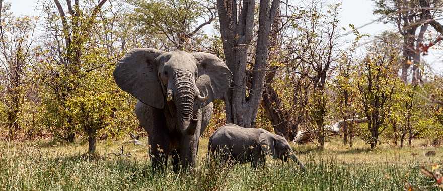 Diverse Big Game Safari in Botswana & Okavango Delta