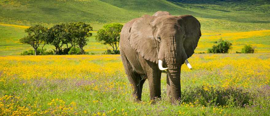 Elephant with wildflowers in the Ngorongoro crater, Tanzania