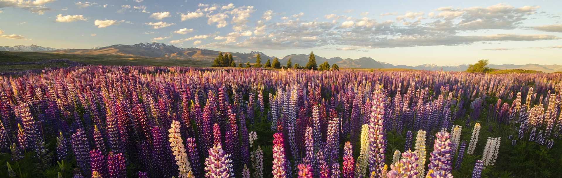 Lupins around Lake Tekapo, New Zealand.