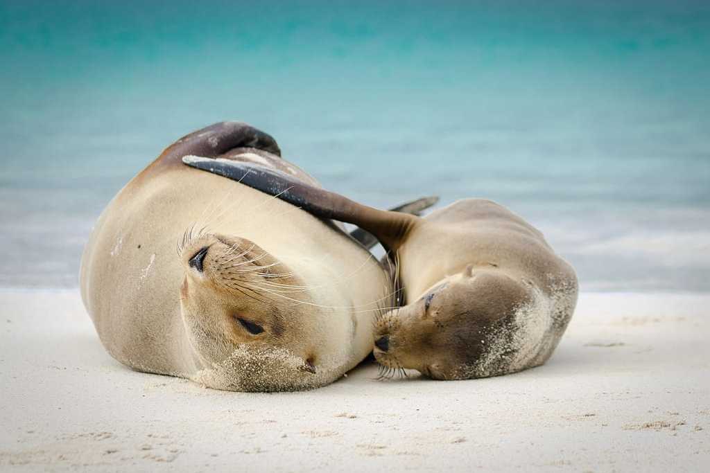 Sea lions on the beach in the Galapagos Islands, Ecuador