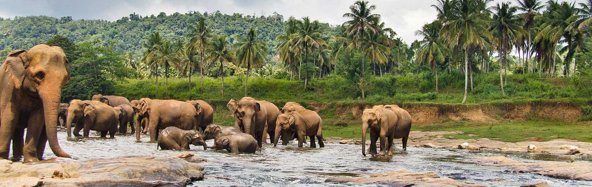 Sri Lanka Tour - Elephant Herd Bathing in Reservoir