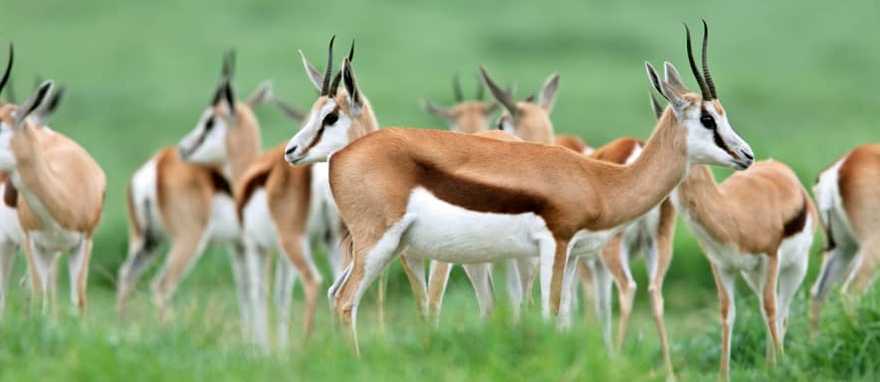 Herd of springbok antelopes in South Africa
