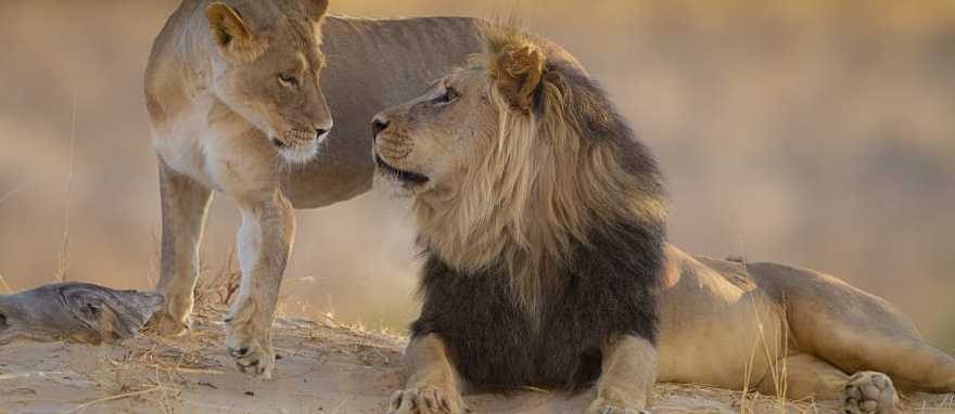 A pair of african lions enjoying the setting sun A pair of african lions enjoying the setting sun