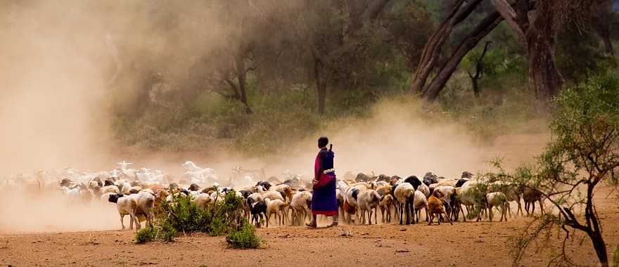 Masai shepherd tending to goats in Kenya