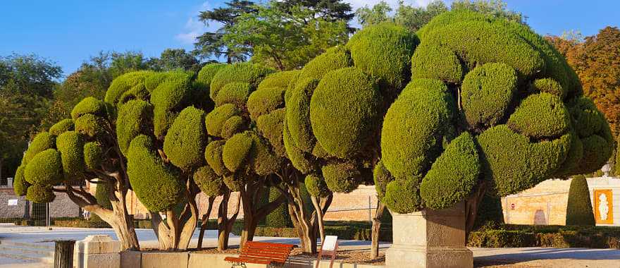 One of 167 tree species in Buen Retiro Park, Madrid, Spain