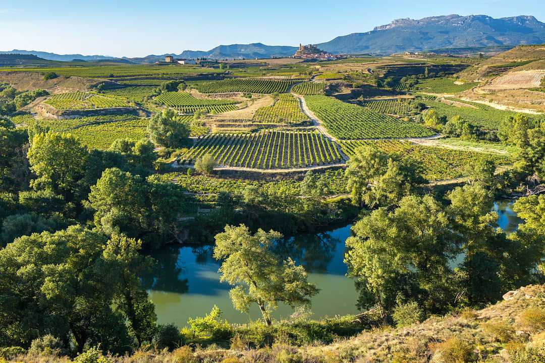 Vineyards in the La Rioja Region of Spain