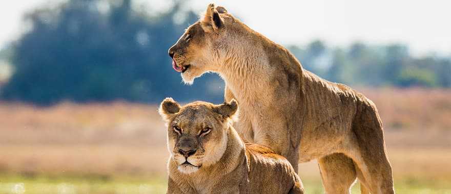 Lions on the African savanna in Botswana