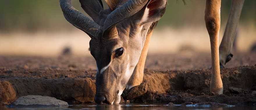 Kudu drinking at a waterhole in the African savanna