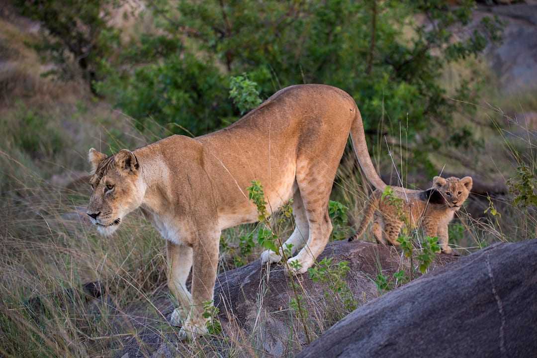 Female lion with her cub in East Serengeti, Tanzania