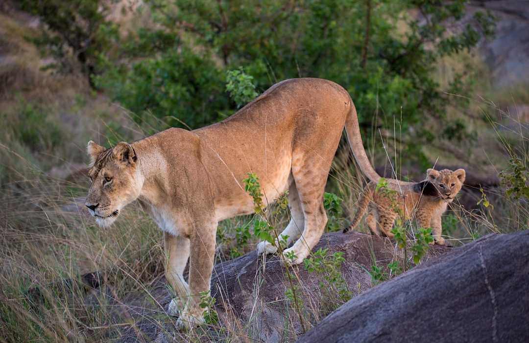 Female lion with her cub in East Serengeti, Tanzania Female lion with her cub in East Serengeti, Tanzania