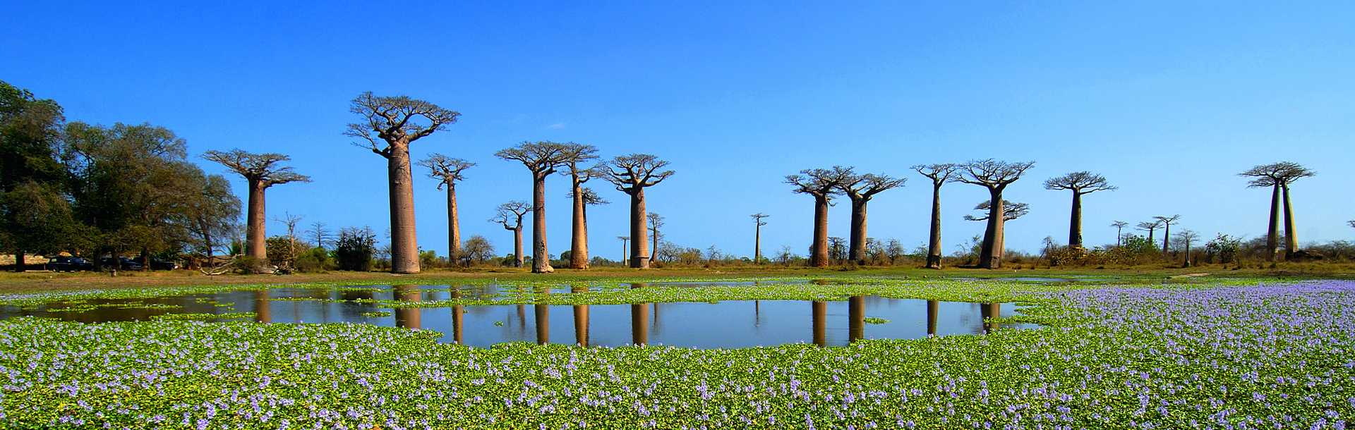 Baobab trees in Madagascar.
