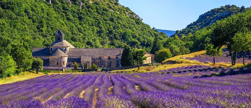 Lavender fields surrounding Abbaye de Senanque in Gordes, France