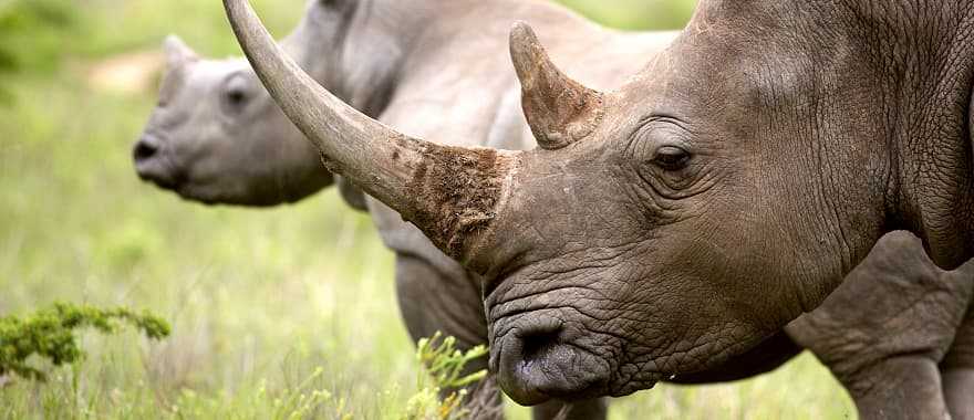 Rhinoceros in the African savanna