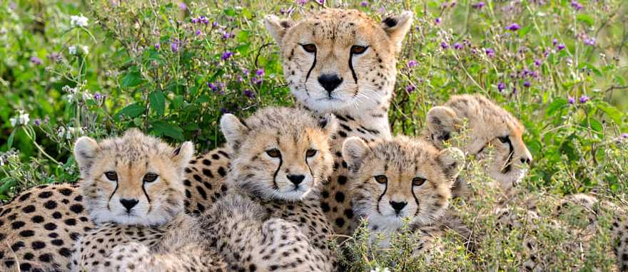 Family of Cheetahs in Tanzania Mother cheetah with her cubs in Tanzania